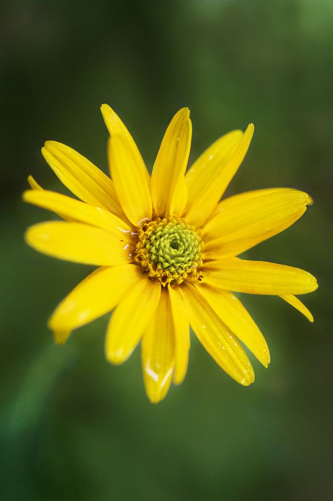 Photograph by Анна Фурса