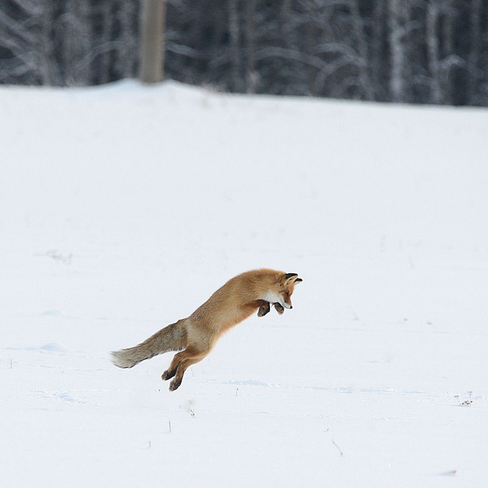 Photograph by Михаил Белоусов