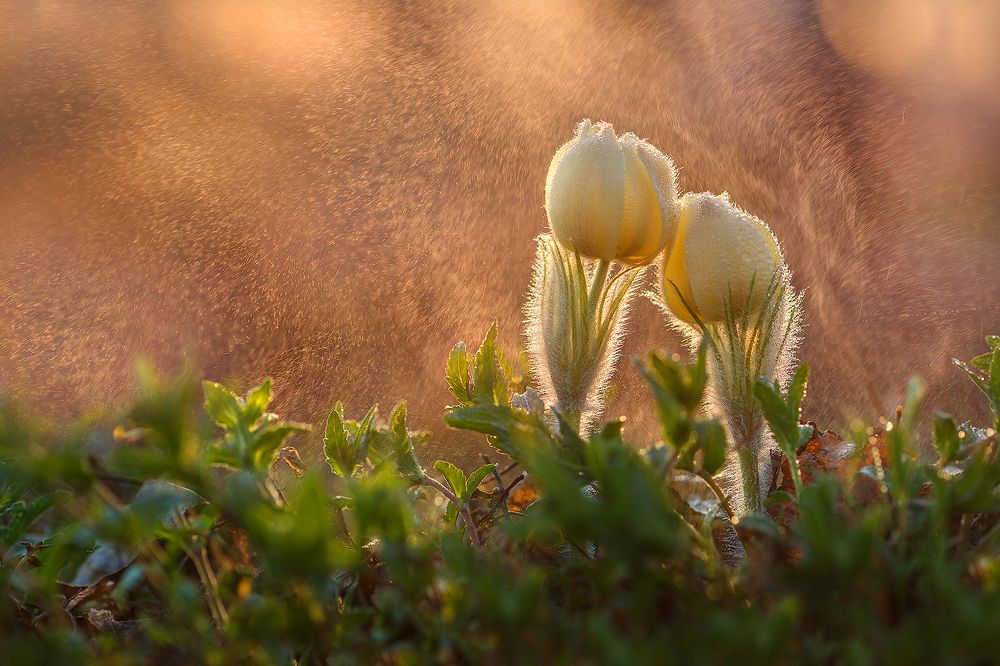 Photograph by Sokolova Tatiana