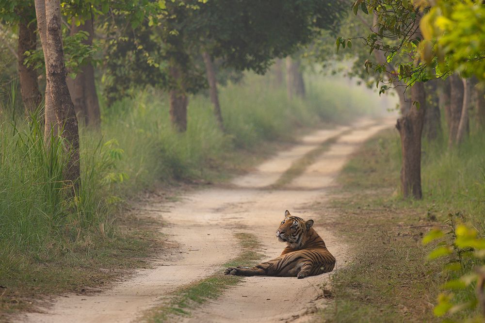 Roadblock