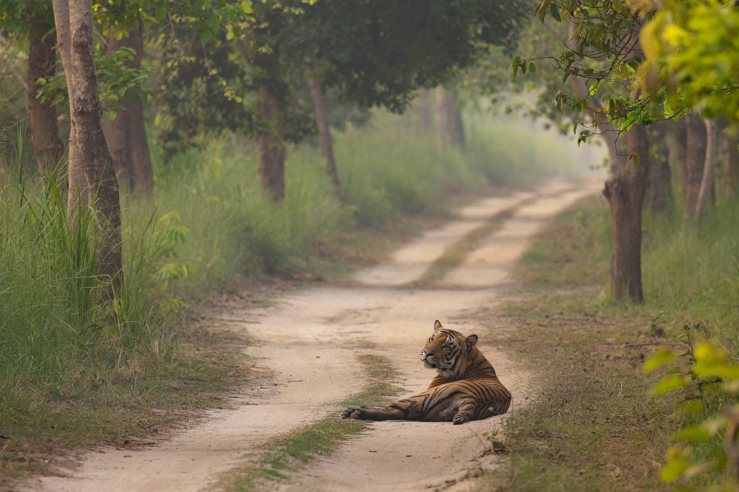 Roadblock