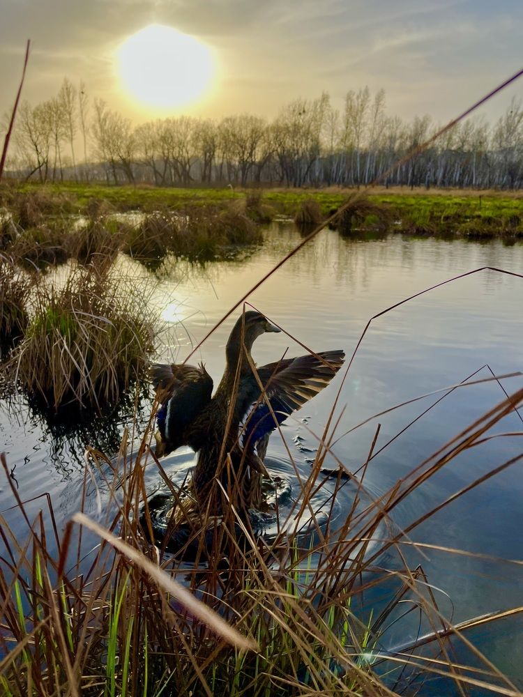 Photograph by Александр Мокров