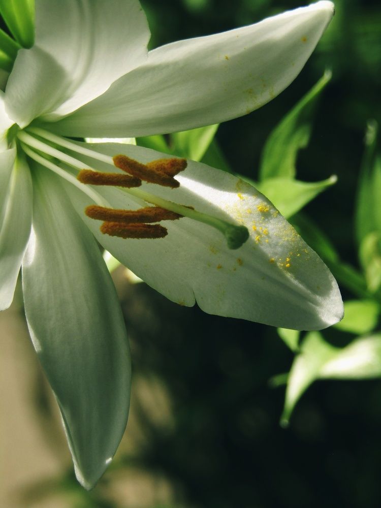 Photograph by Раиса Николаева