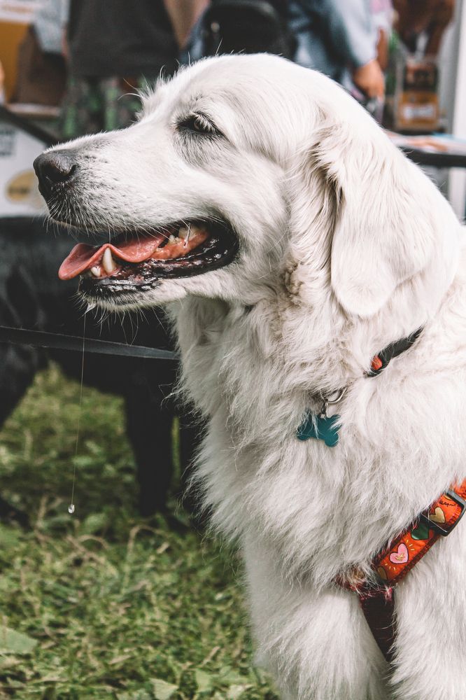 Четвероногие друзья