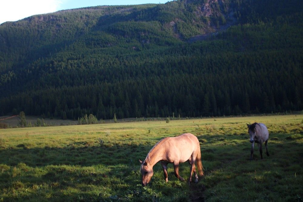 Горы. Лошади.
