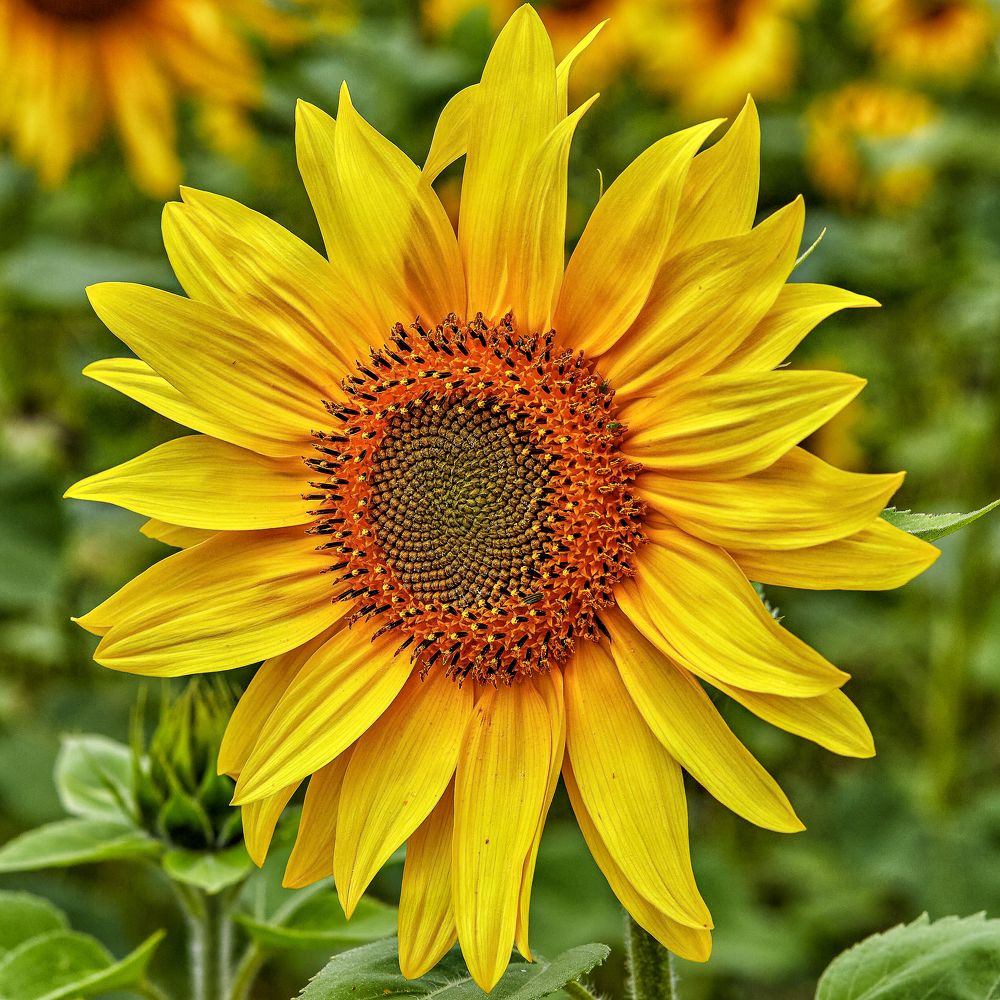 Photograph by Светлана