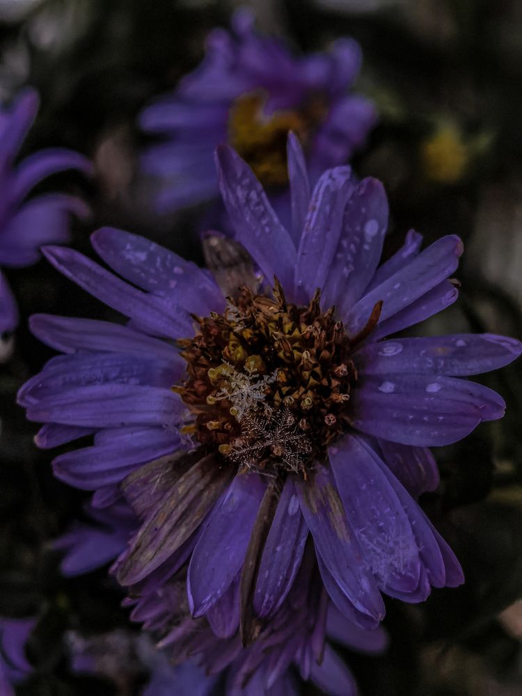Photograph by Людмила