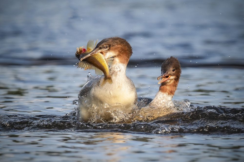 Удачная рыбалка молодого крохаля!