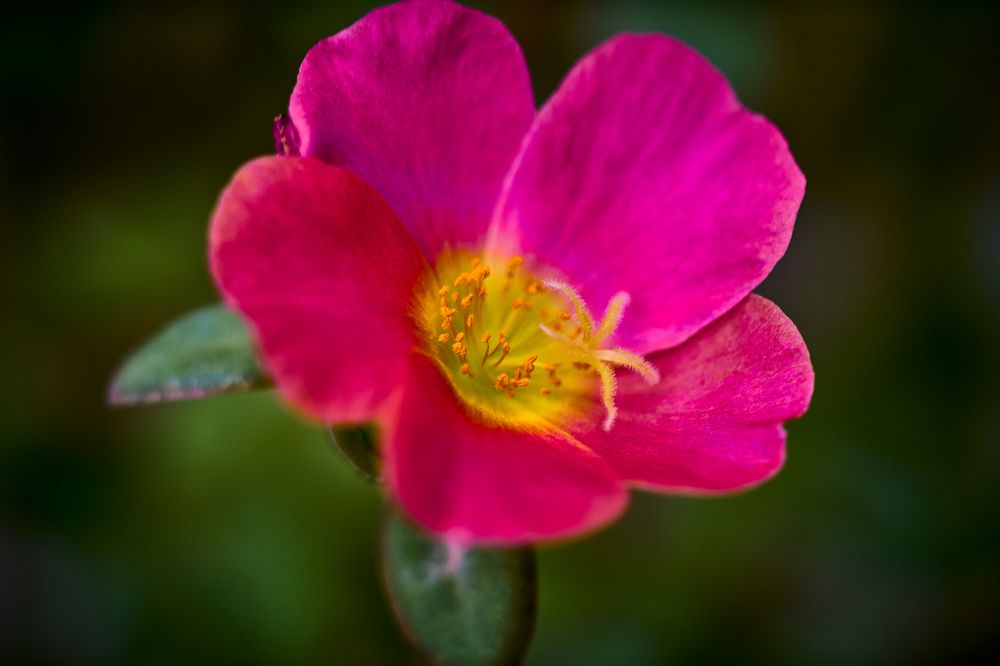 Фотография автора David Solodar