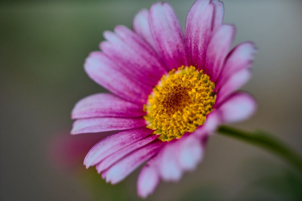 Фотография автора David Solodar