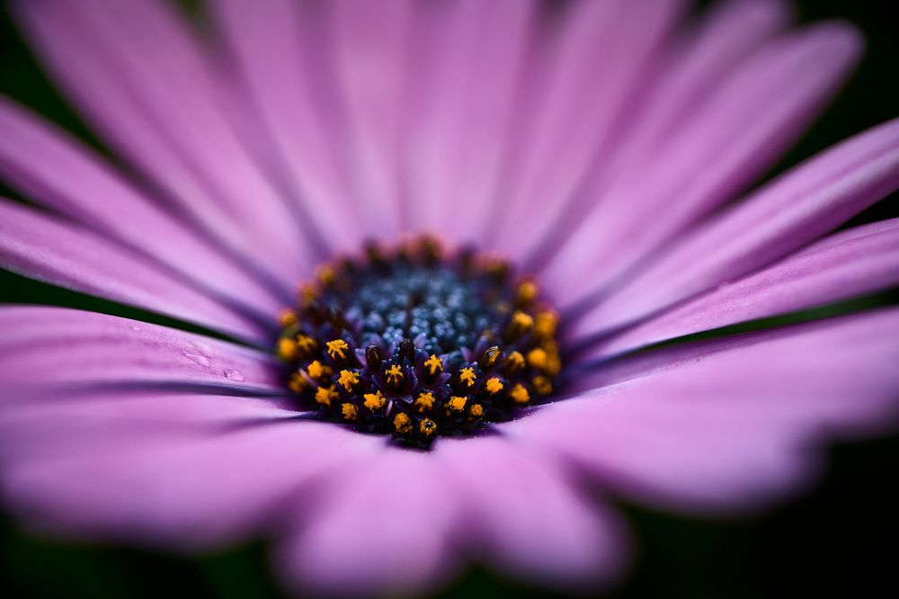 Фотография автора David Solodar