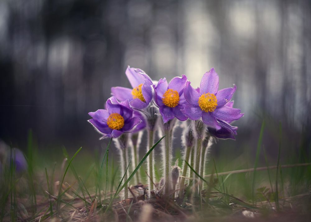 Photograph by Елена Зимацкая