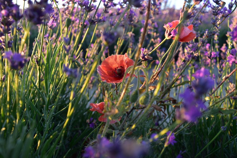 Photograph by Анна Стрельченко