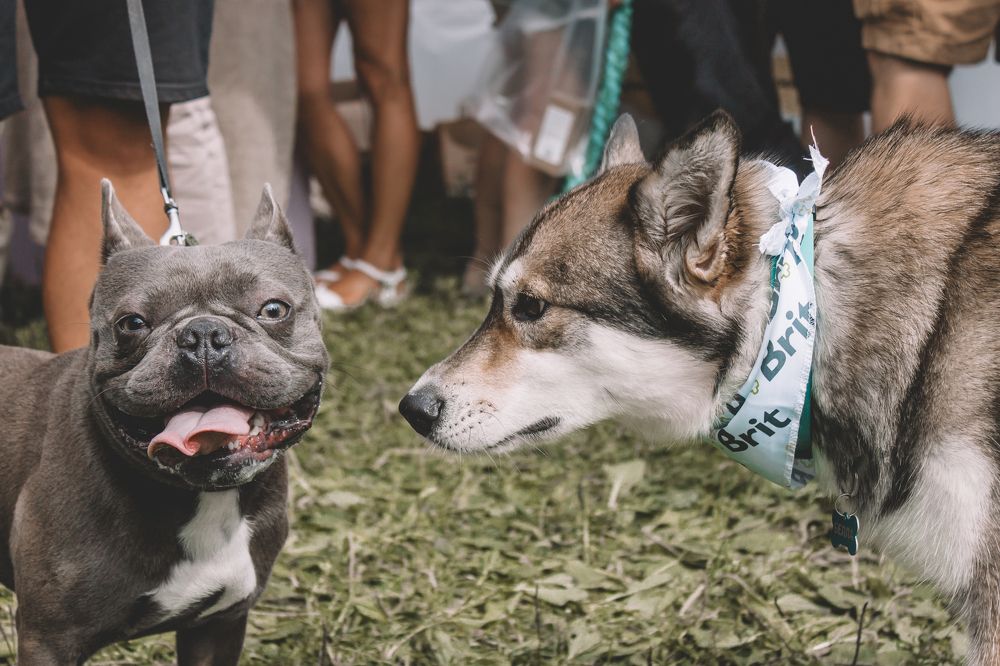 Четвероногие друзья - знакомство