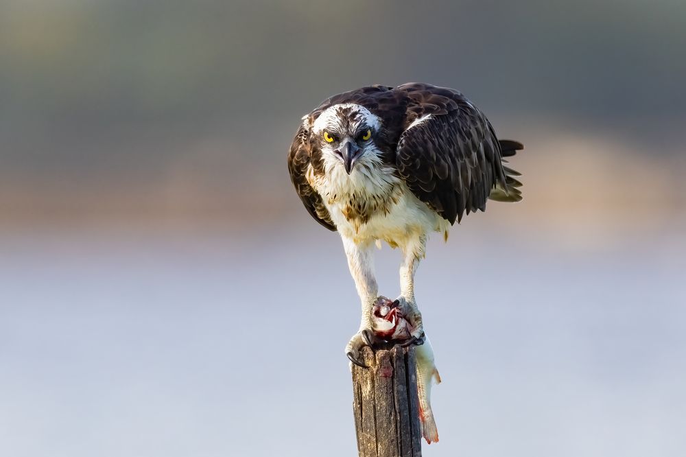 Photograph by Marco Rondi