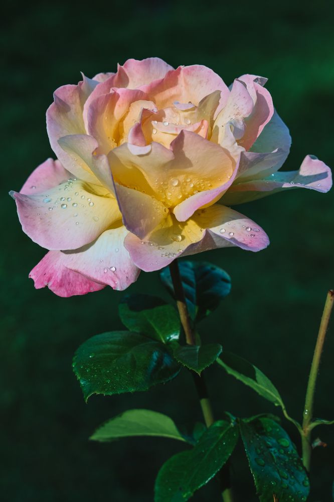 Photograph by Алексей Голубев