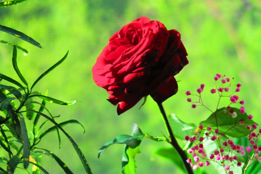 Photograph by Орл Про