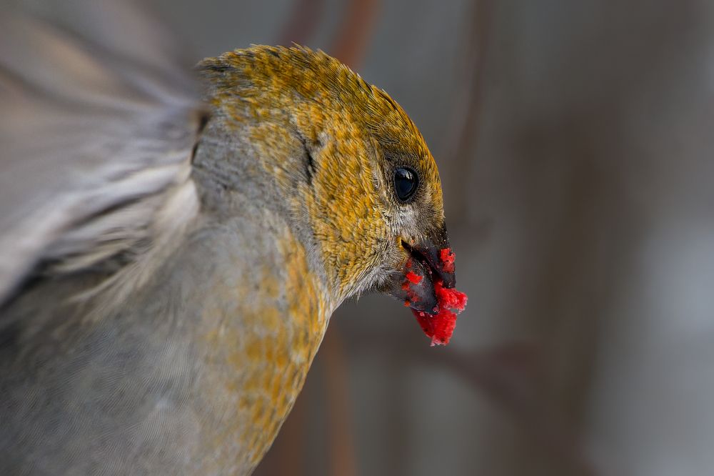 Photograph by Александр Перегудов