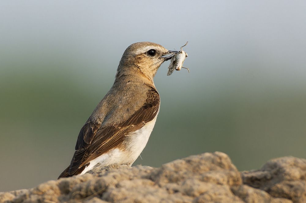 Photograph by Александр Перегудов