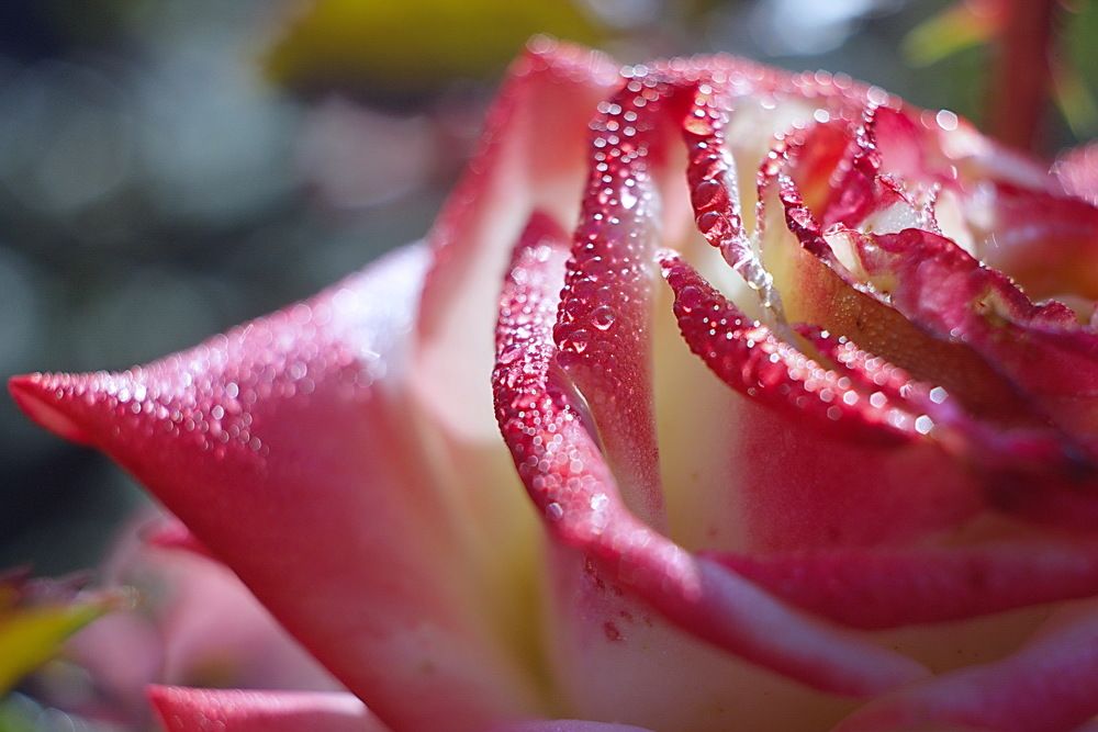 Photograph by Анатолий Святой