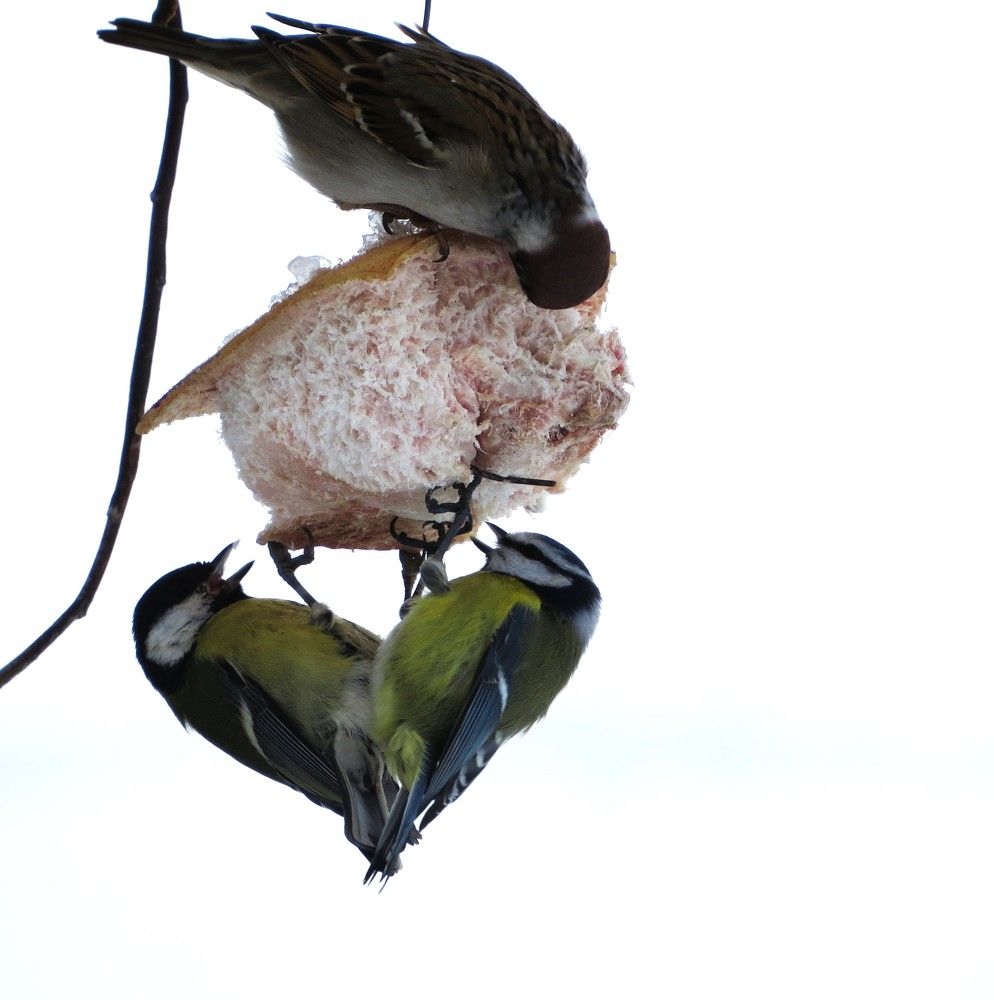 Photograph by Лариса Басова