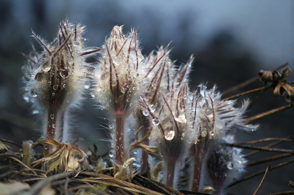 Фотография автора Татьяна Шебаршенко