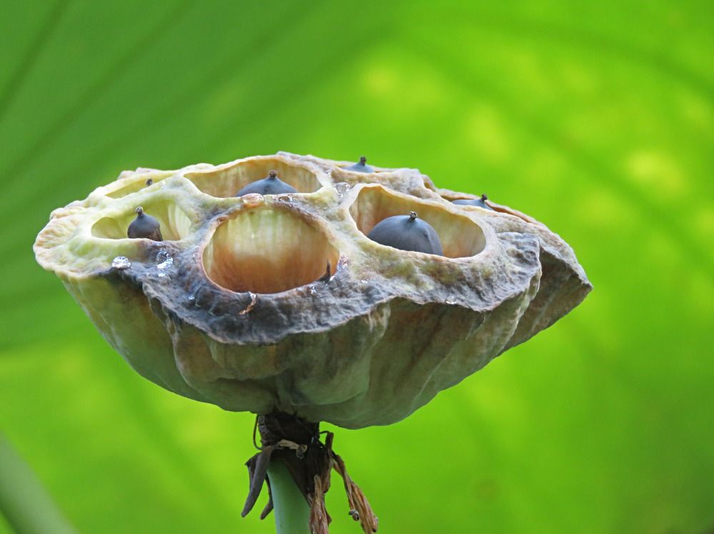 Photograph by Галина Пименова