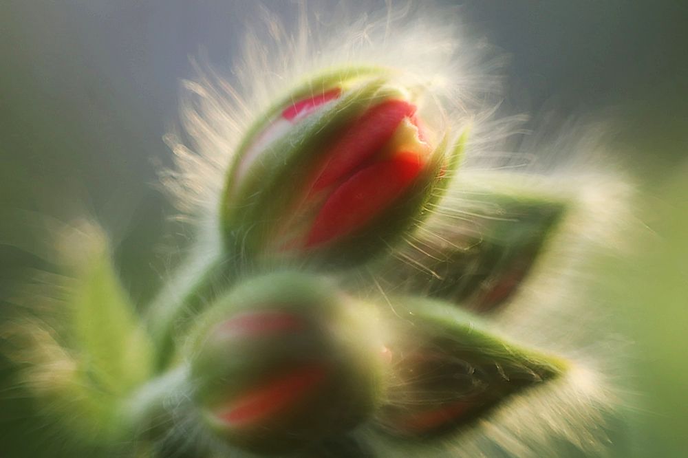 Photograph by Anna Perevozchikova