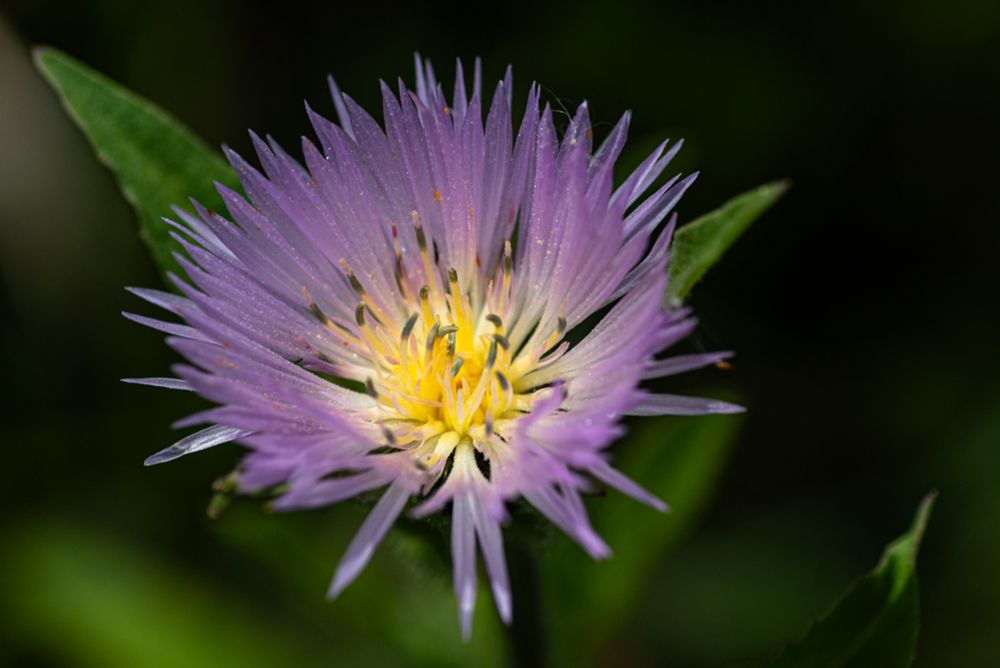 Photograph by M. Luisa Águeda