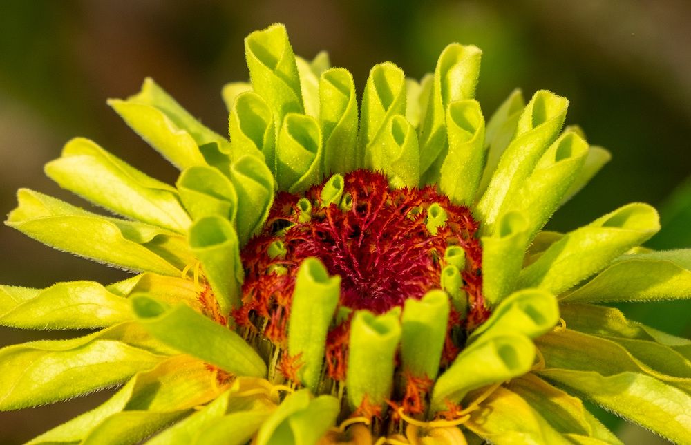 Фотография автора Наталья Липовская