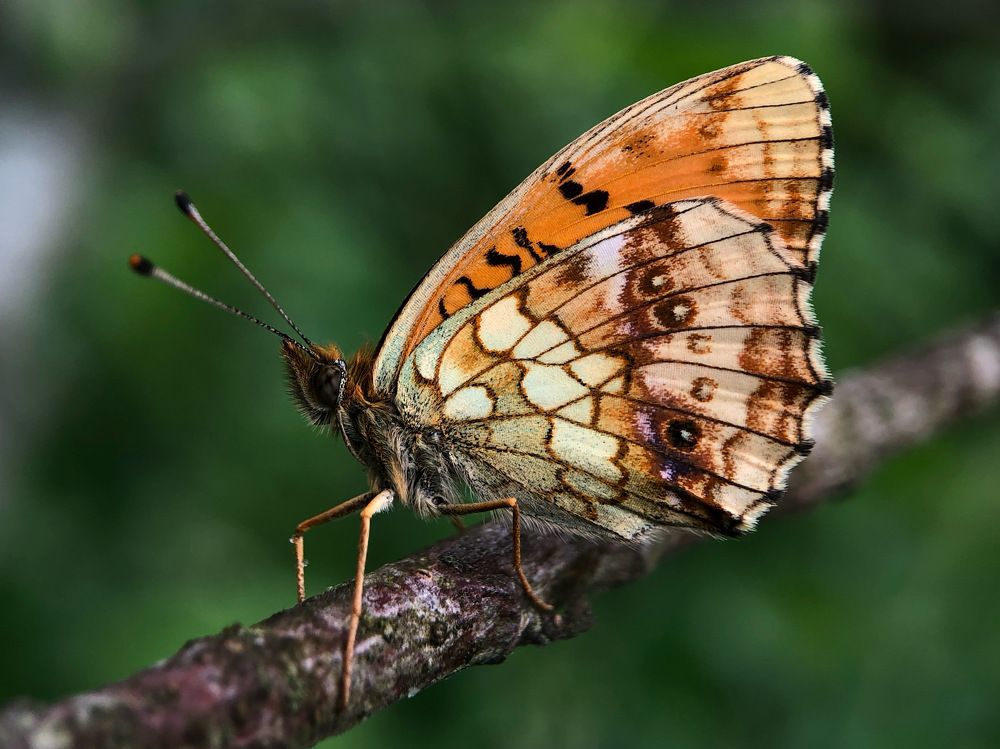 Photograph by Юлия Отставнова