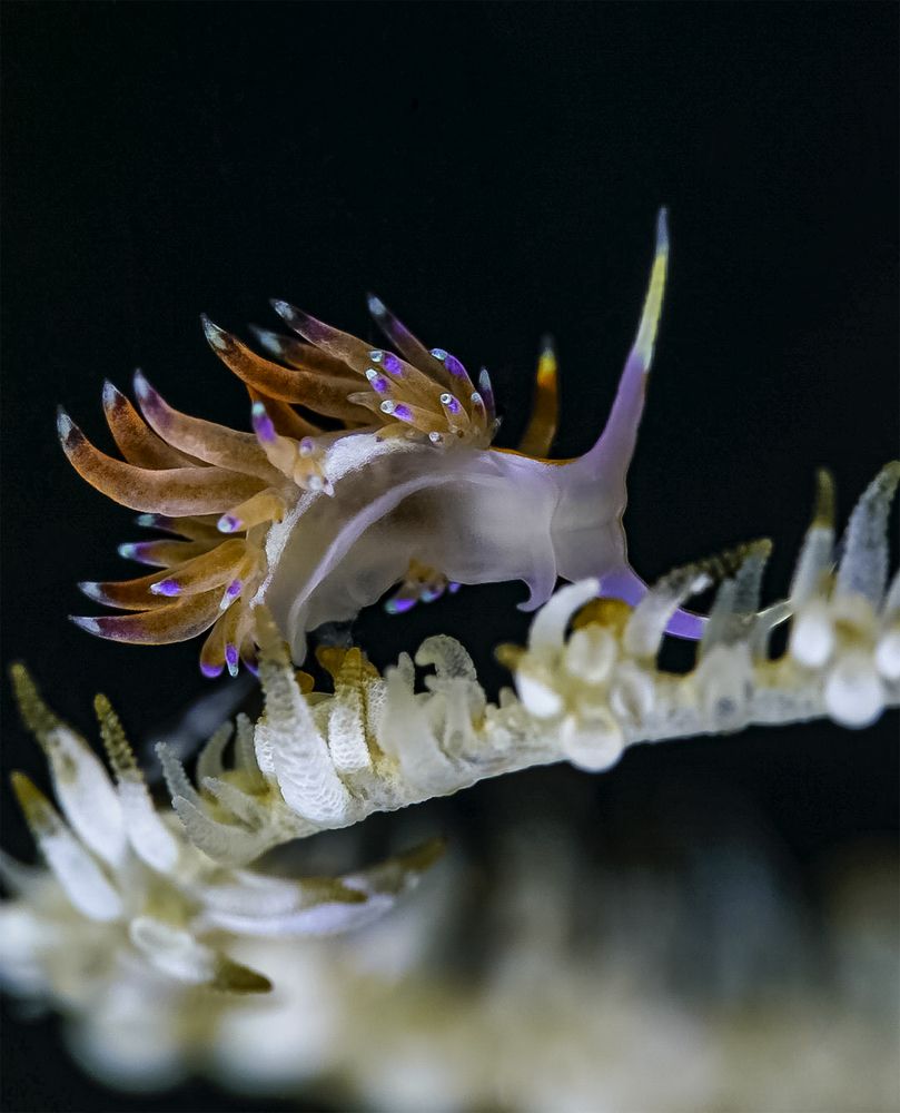 Photograph by Antonina