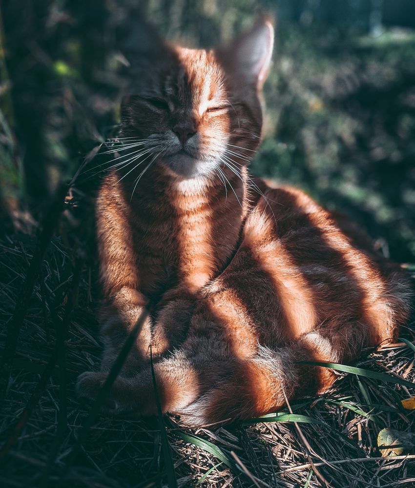 Фотография автора Ксения Шляйхер