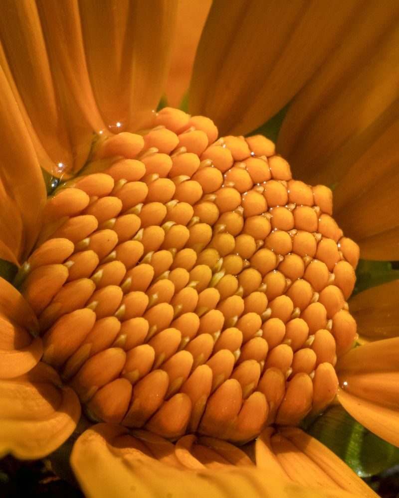 Photograph by Rachana madhav