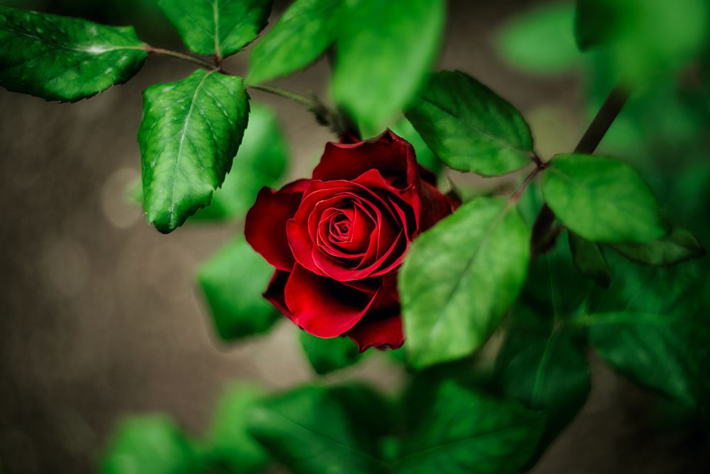 Photograph by Дзюба Нелли