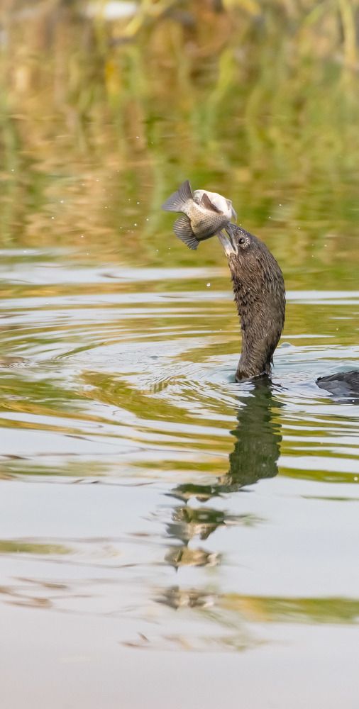 Фотография автора Dipayan Debbarma