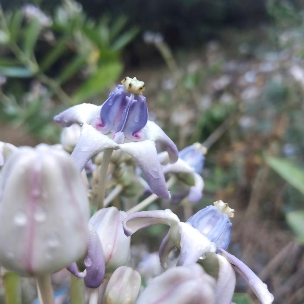 Crown flower ?