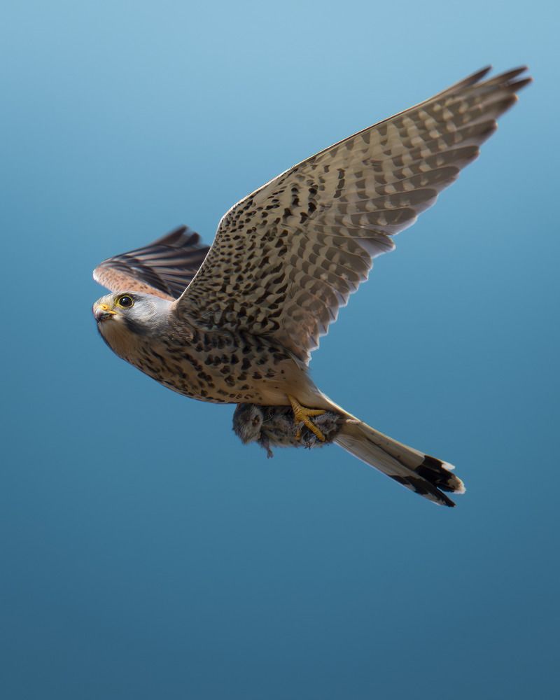 Photograph by Поляков Михаил