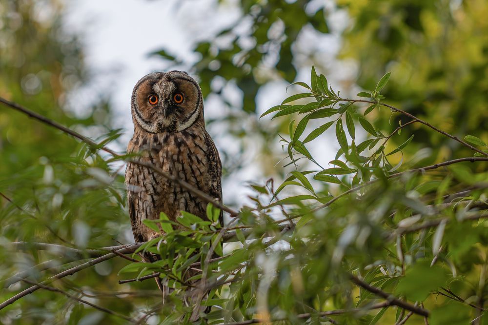 Photograph by Бурбона Сергей