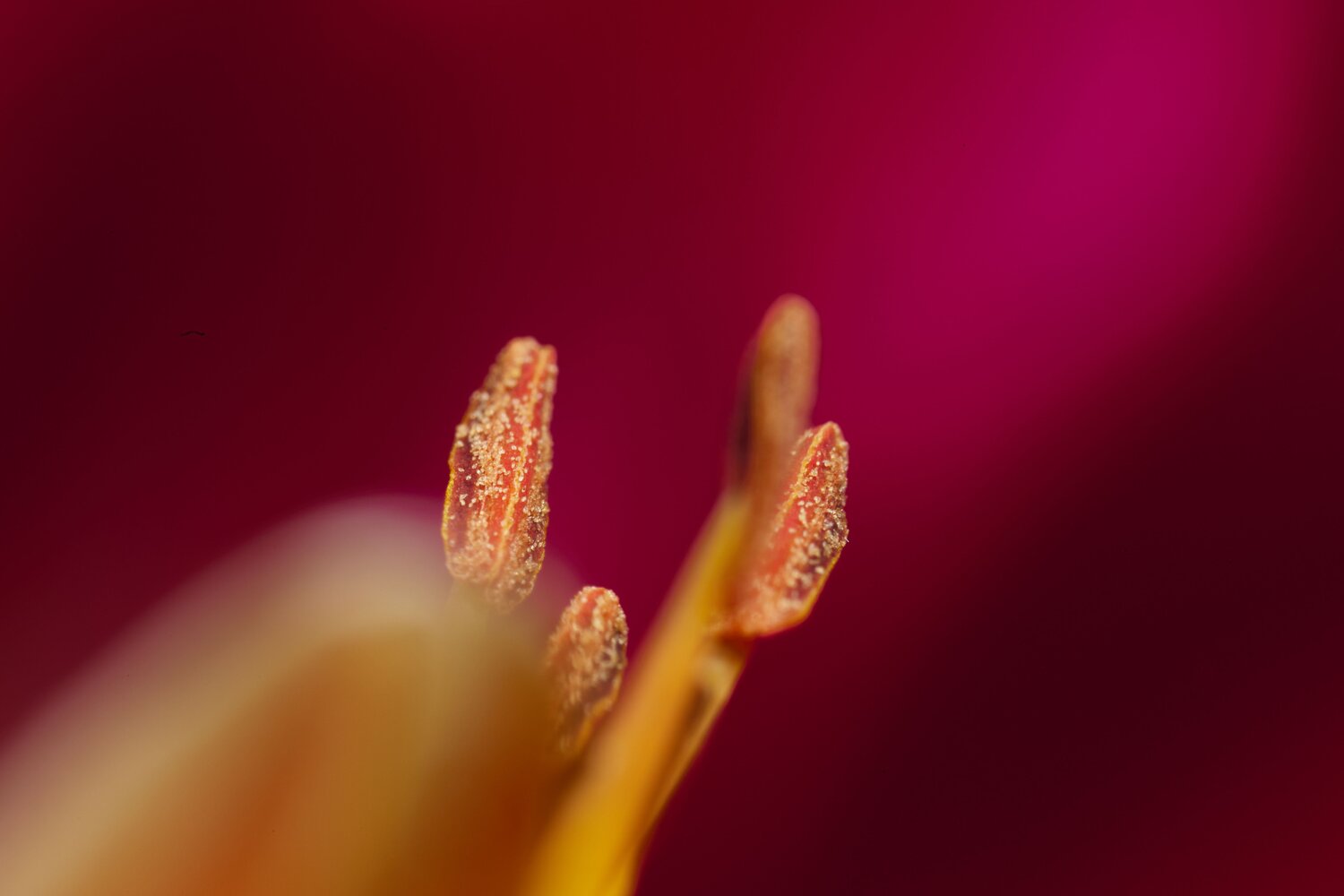 Photo #10970156