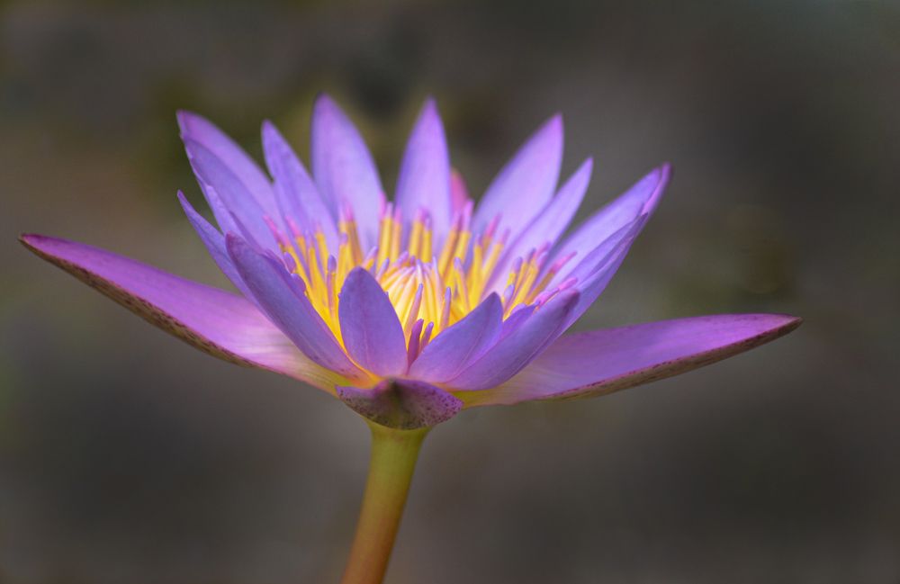 Волшебная нимфея