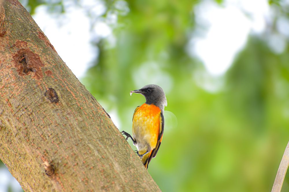 Photograph by Raj Purkait Raj