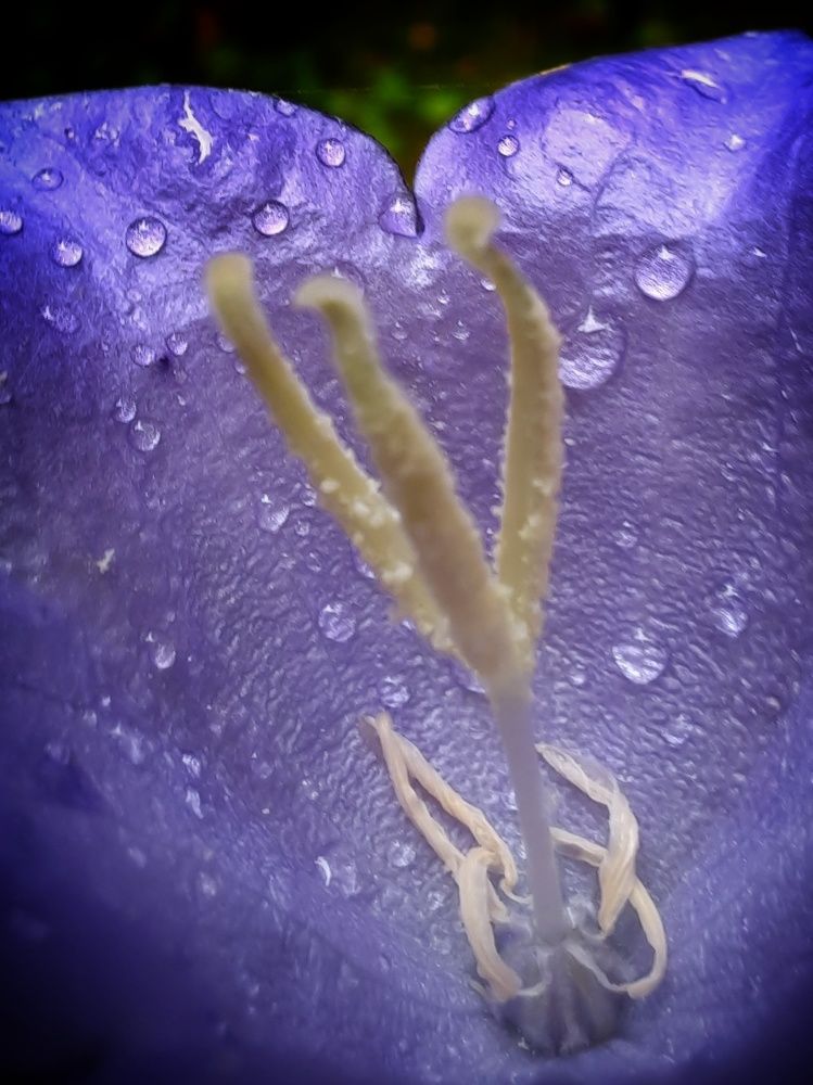 Photograph by Ольга Нагорная