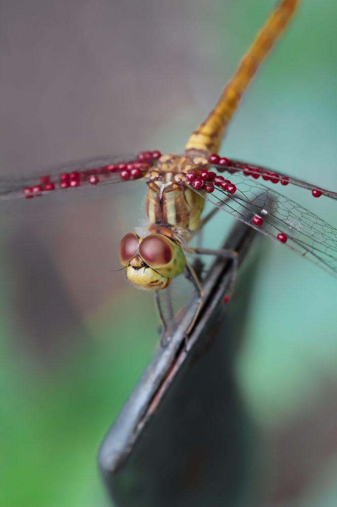 Фотография автора Екатерина Бирюкова