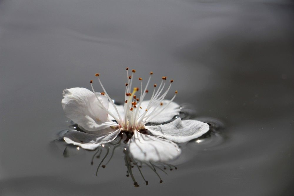 Photograph by Юлия Гудевич