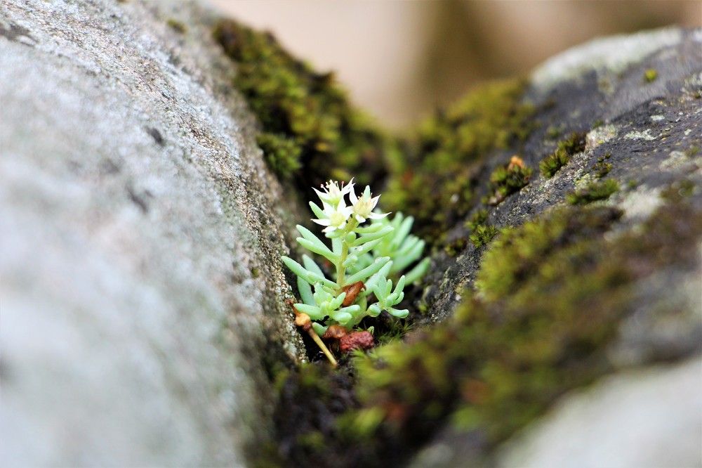 Photograph by Юлия Гудевич