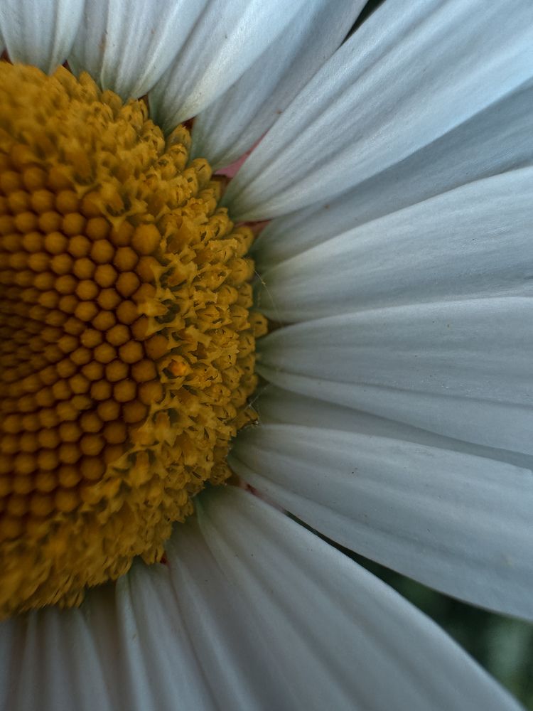 Фотография автора Вера