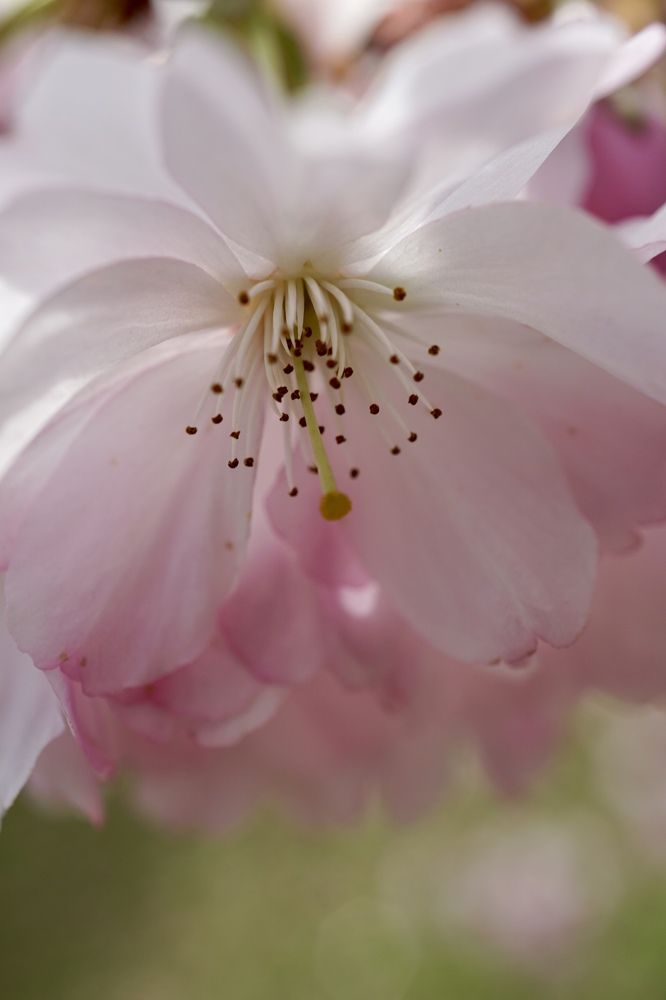 Фотография автора Liudmila Kiermeier