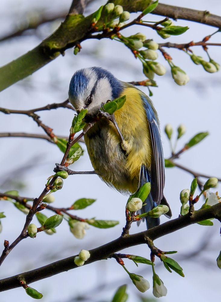 Фотография автора Elvijs Kalnins