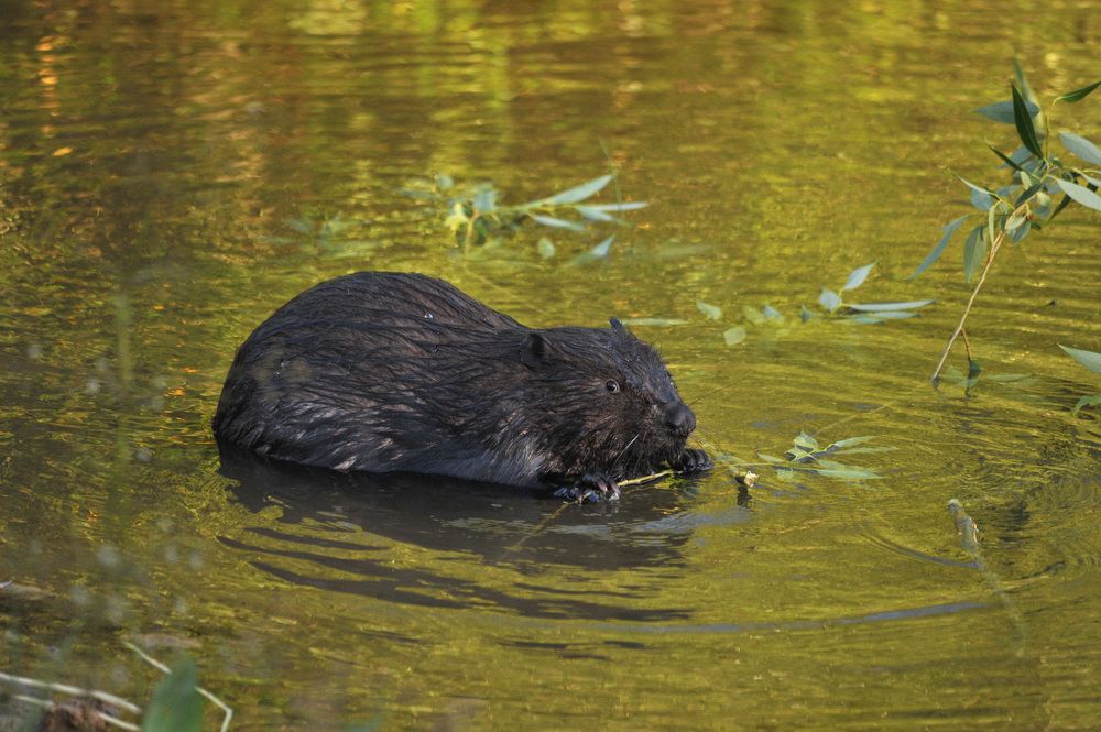 Photograph by Юрий Яковлев